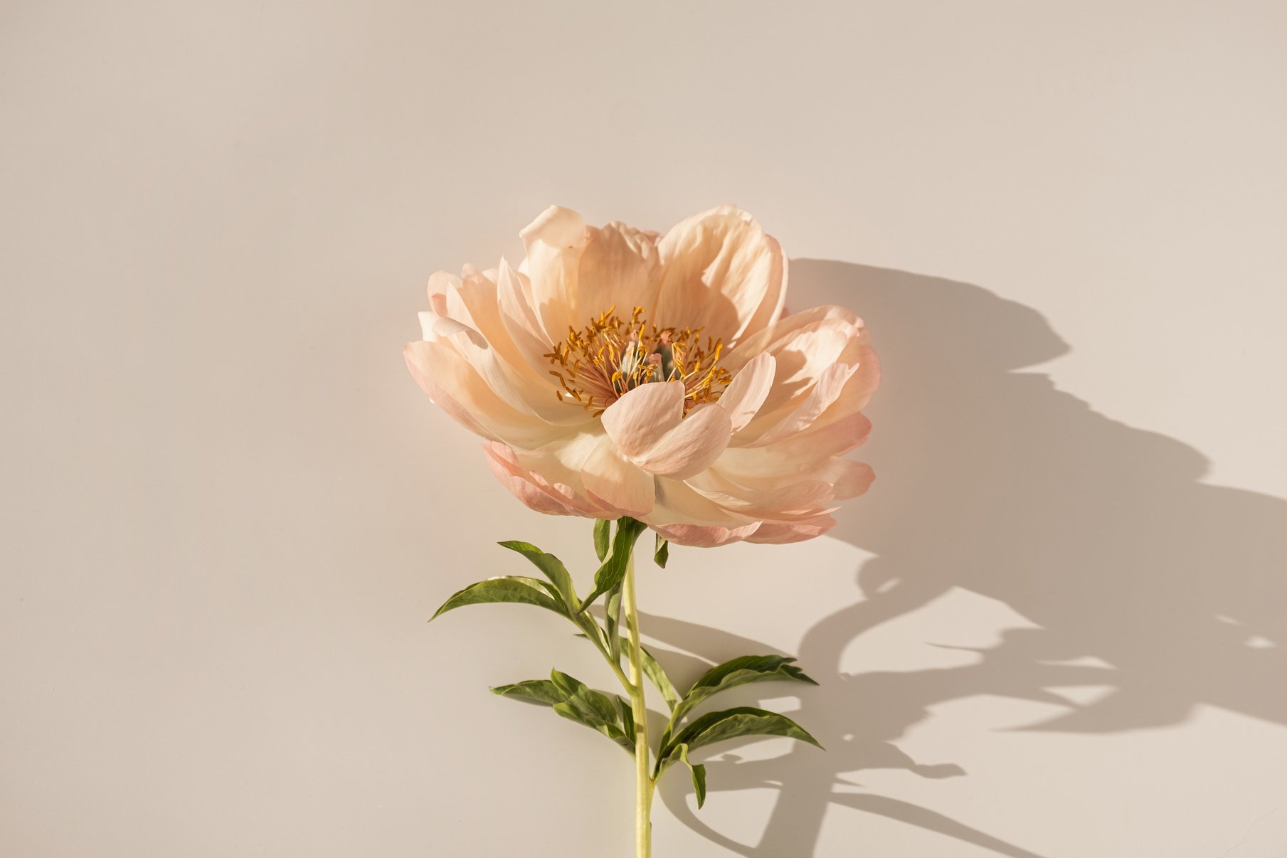 a single peony flower on a white surface